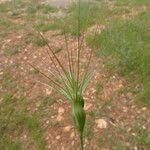 Aegilops geniculata Otro