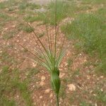 Aegilops geniculata ᱮᱴᱟᱜ