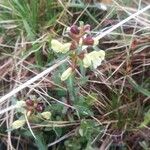 Pedicularis oederi Flower