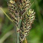 Carex buxbaumii Fruit