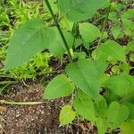 Monarda didyma Blad