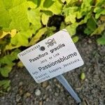 Passiflora gracilis Other