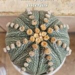 Astrophytum asterias 葉