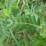 Tribulus cistoides Blatt