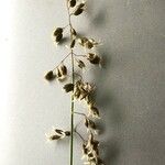 Hierochloe odorata 花