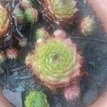 Sempervivum tectorumΛουλούδι