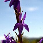 Lobelia urens फूल