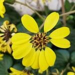 Verbesina alternifolia Flower