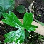 Geranium solanderi Fulla