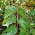 Harungana madagascariensis Hoja