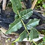 Citronella mucronata Leaf