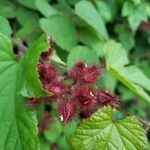 Rubus phoenicolasiusFruit