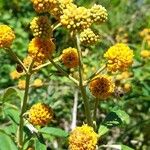 Buddleja globosaফুল