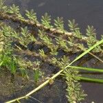 Paspalum repens Hábito