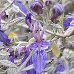 Teucrium fruticans Blüte