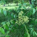 Zanthoxylum clava-herculis Hoja