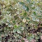 Euonymus japonicus Хабит