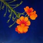 Erysimum × cheiri Квітка