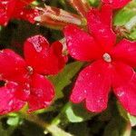 Verbena peruviana Flower