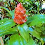 Costus scaber Habit