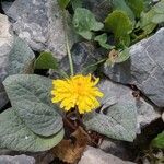 Crepis pygmaea Flower