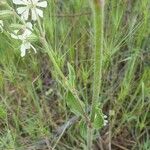 Silene dichotoma Blatt