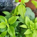 Manettia luteorubra Hoja