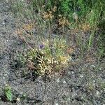 Lomatium triternatum Habit