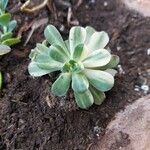 Aeonium castello-paivae Folha