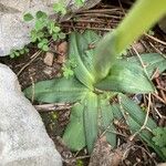 Ophrys × arachnitiformis Frunză