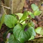 Viola reichenbachiana 葉