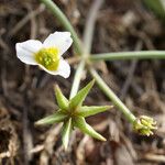 Damasonium polyspermum Hedelmä