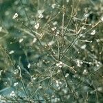 Alisma subcordatum Habitus