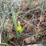 Gagea pratensis Συνήθη χαρακτηριστικά