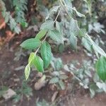 Diospyros whyteana Hoja