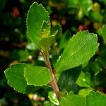 Escallonia rubra Blad