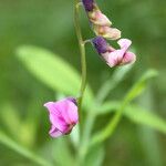 Lathyrus linifolius Flor
