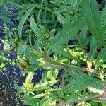 Bidens cernua Flower