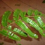 Pseudopiptadenia psilostachya Yaprak