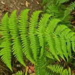 Dryopteris oligodonta Folio