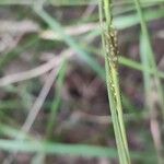 Sporobolus indicus Fula