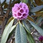 Rhododendron hodgsonii Fiore