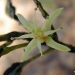 Acronychia laevis Flower