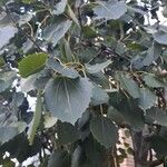 Populus tremuloides Folha