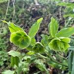 Helleborus foetidusFlower