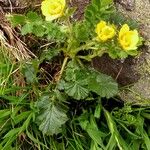 Geum pyrenaicum ശീലം