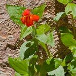 Erythranthe cardinalis 花