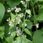 Arabidopsis cebennensis Συνήθη χαρακτηριστικά