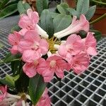 Rhododendron aurigeranum