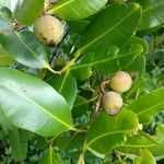 Calophyllum calaba फल